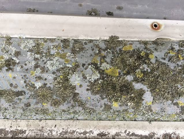Mesh gutter filter covered in moss and algae